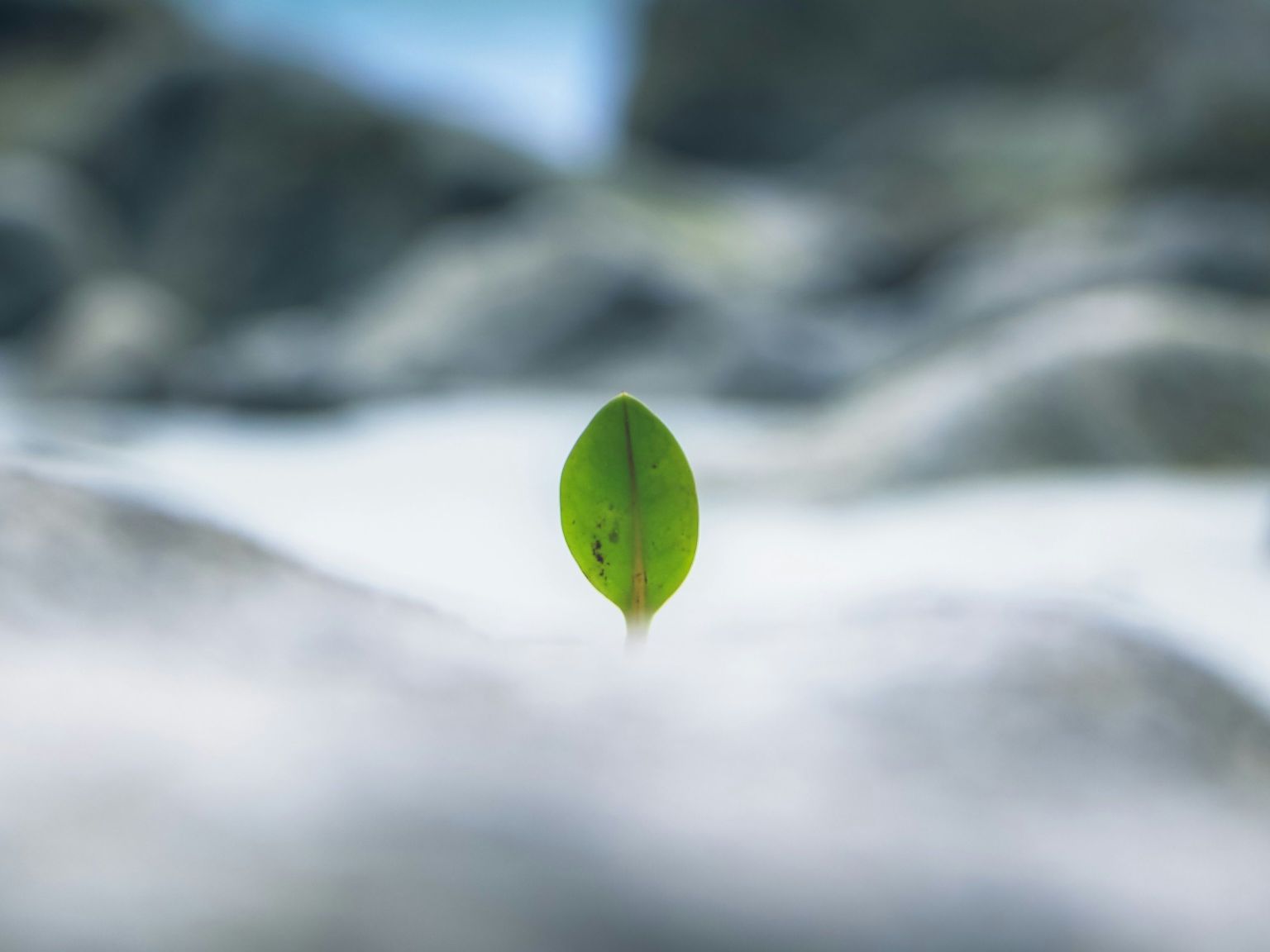 Cuando el corazón necesita Esperanza